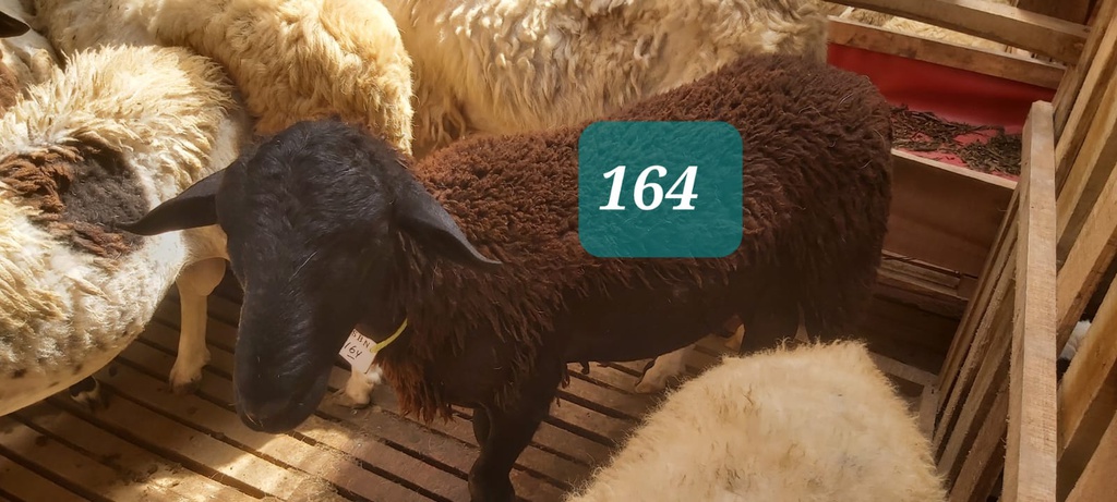 Domba Dugul 164 (Jumbo) 36 - 40 Kg