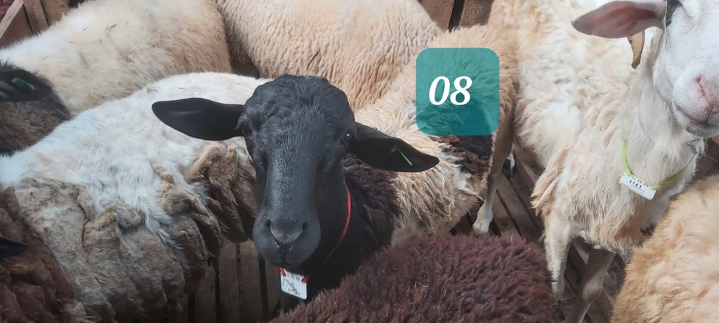 Domba Dugul 08 (Super Jumbo) 41 -45 Kg