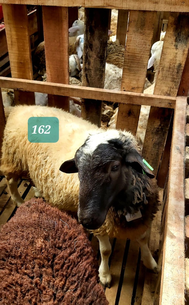 Domba Dugul 162 (Super Jombo 41 - 45 Kg