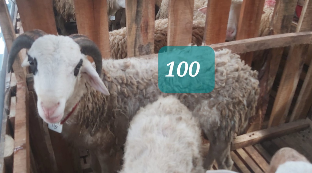 Domba Tanduk 100/16960 (Istimewa) 31 - 35 Kg