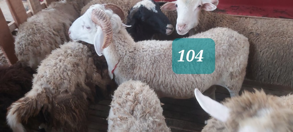 Domba Tanduk 104/16958 (Istimewa) 31 - 35 Kg