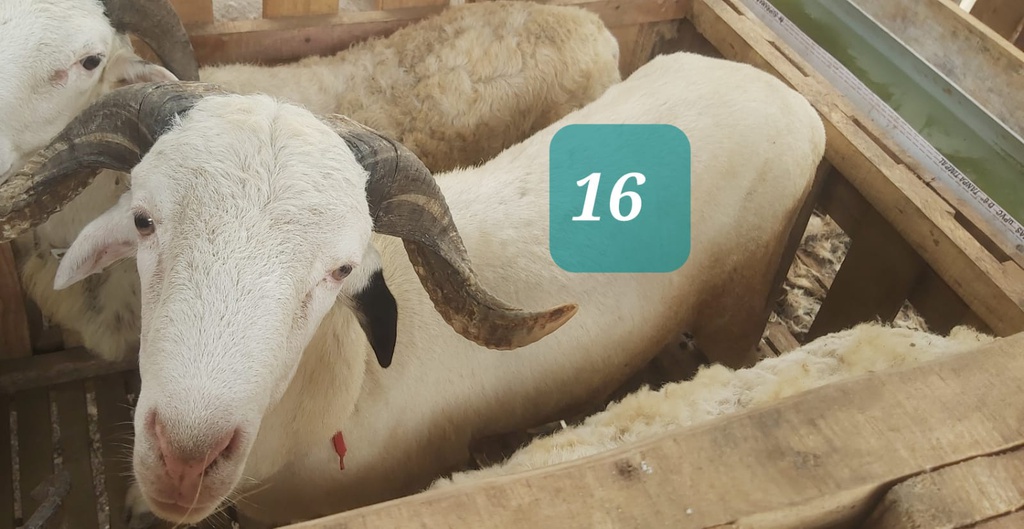 Domba Tanduk 16 (Super Jumbo) 41 - 45 Kg