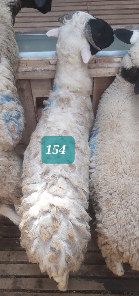 Domba Tanduk 154 (Istimewa) 31 - 35 Kg