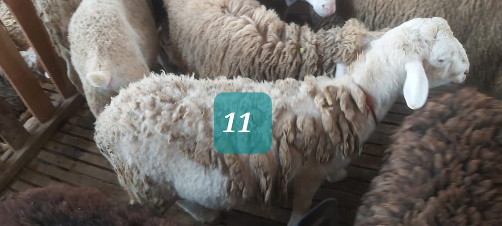 Domba Dugul 11 (Jumbo) 36 - 40 Kg