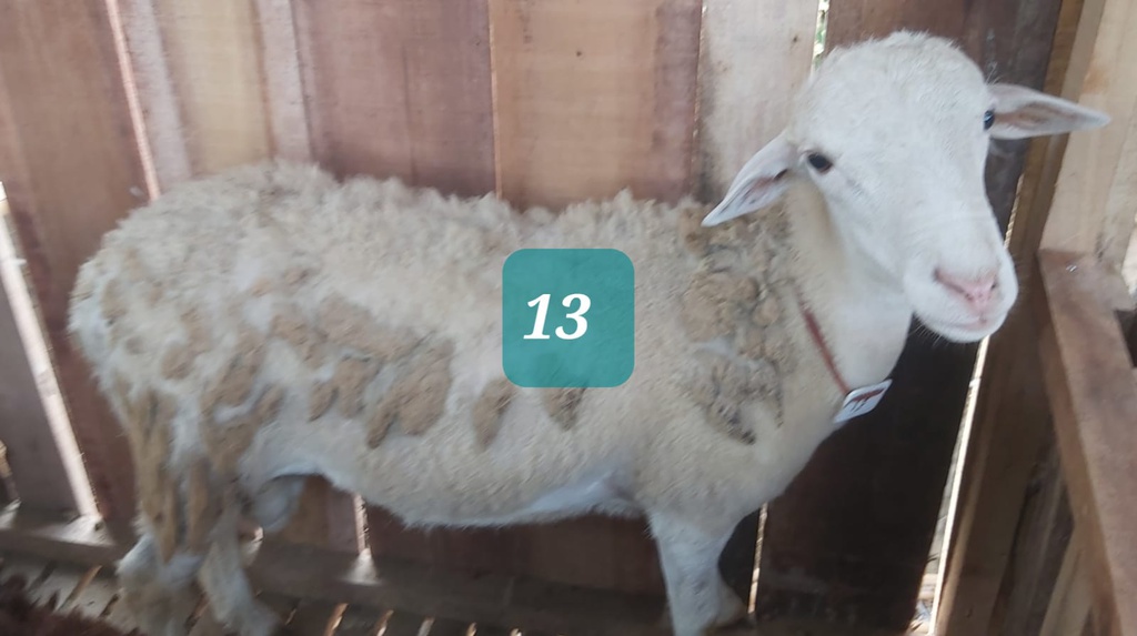 Domba Dugul 13 (Istimewa) 31 - 35 Kg