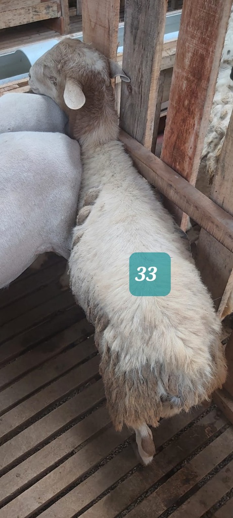 Domba Dugul 33 (Spesial) 26 - 30 Kg