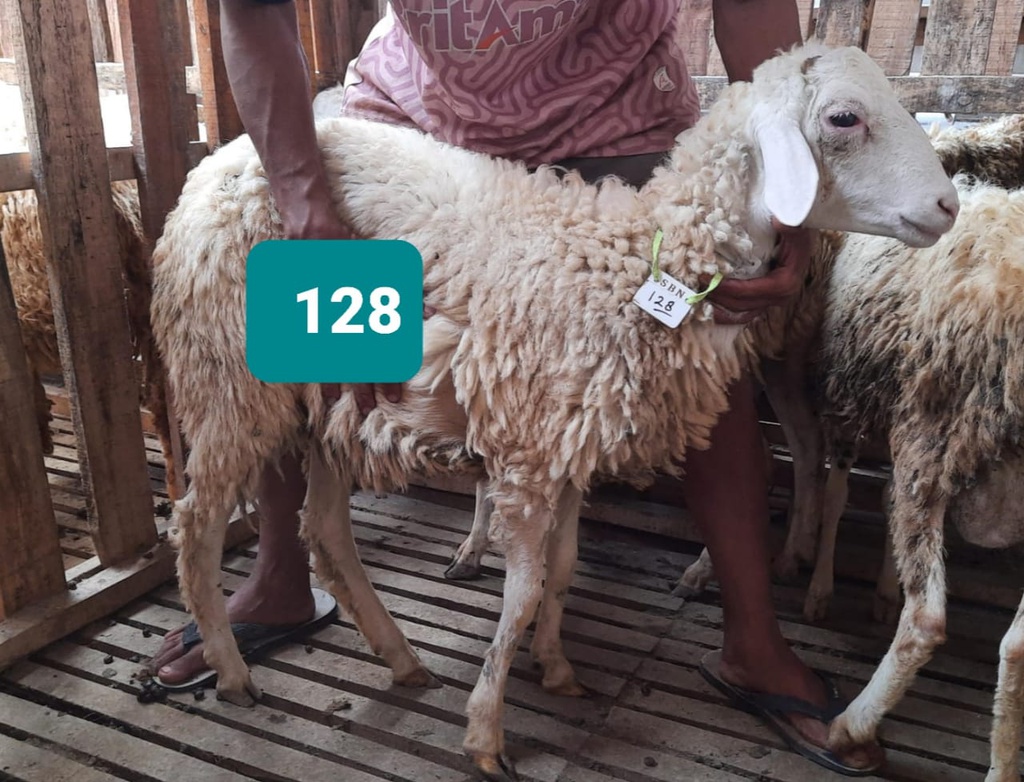 Domba Dugul 128/16449 (Standar) 20 - 25 Kg