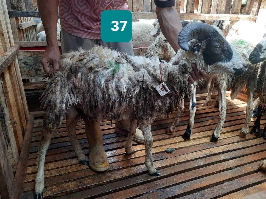 Domba Tanduk 37 (Standar) 20 - 25 Kg