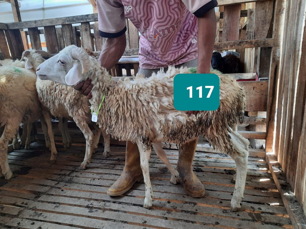 Domba Tanduk 117/16407 (Standar) 20 - 25 Kg