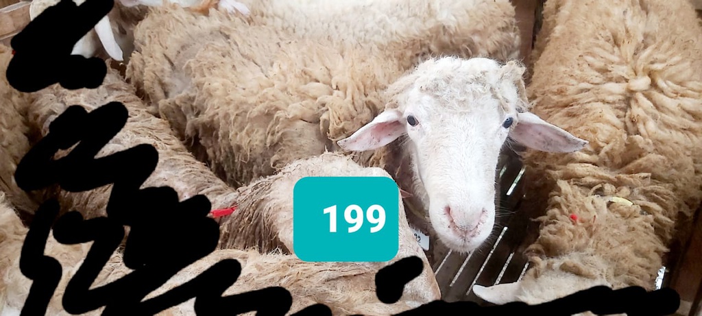 Domba Dugul 199 (Extra Jumbo) 46 - 50 Kg