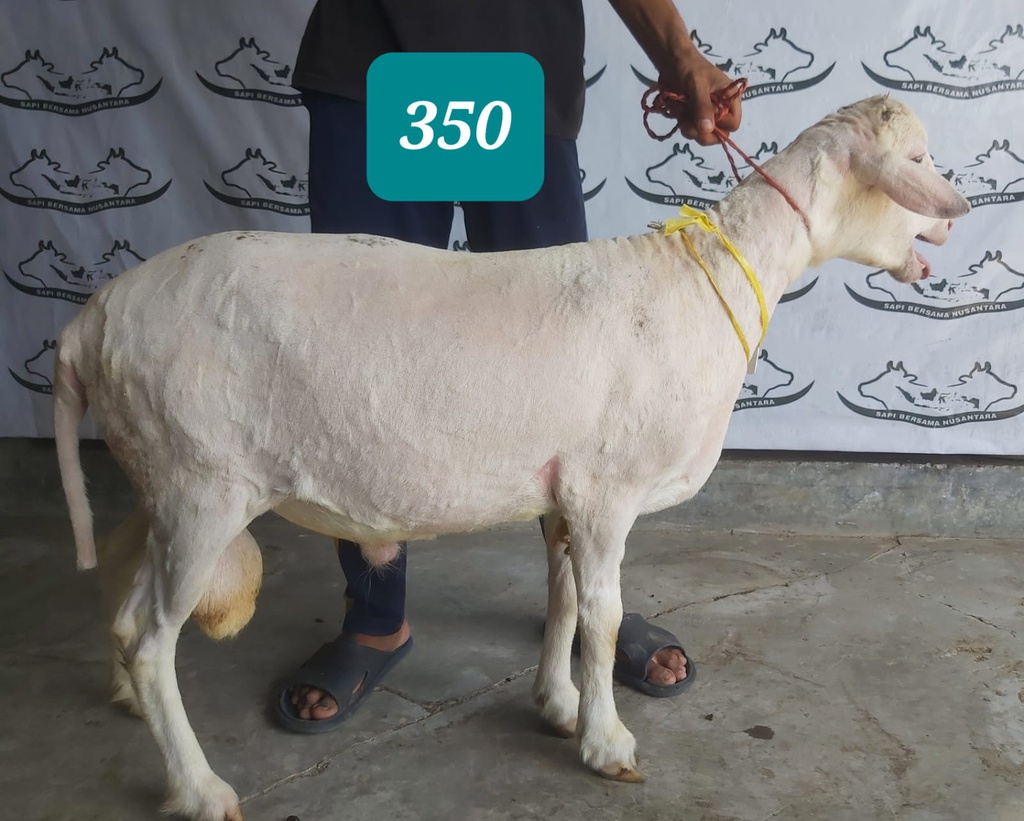 350 - Domba Dugul Jumbo (D10) 36 - 40 Kg