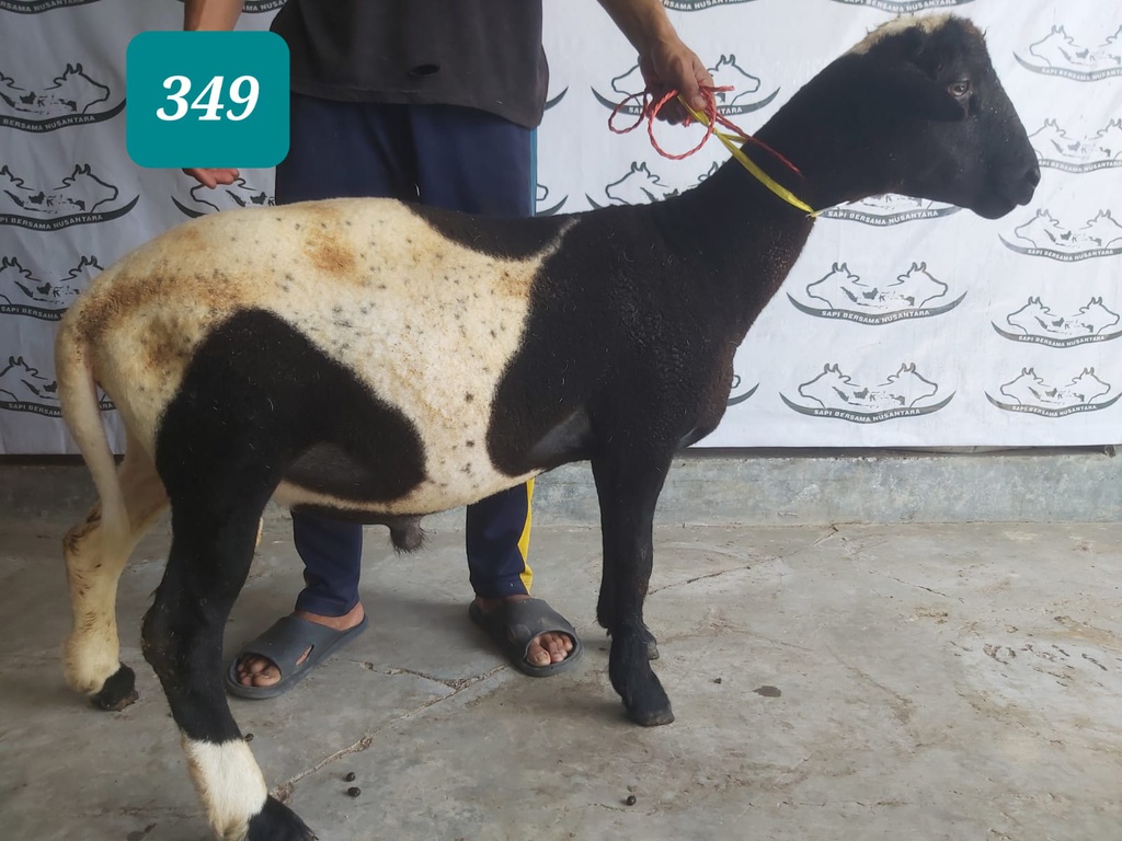 349 - Domba Dugul Extra Jumbo (D09) 46 - 50 Kg