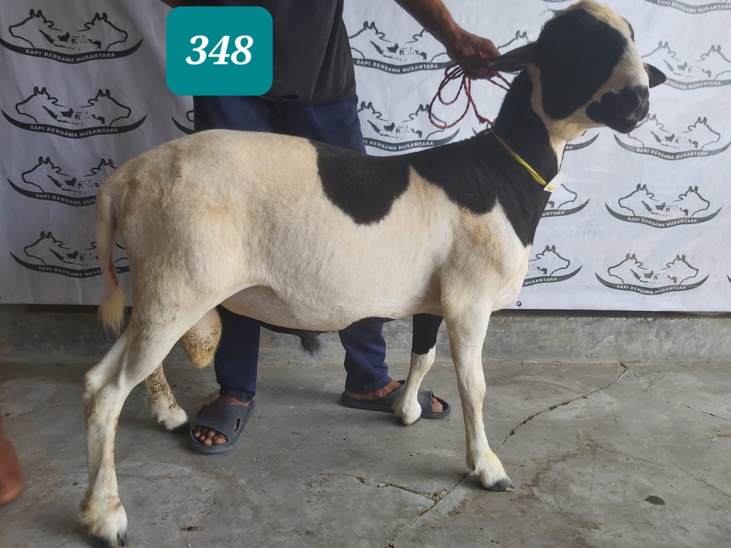 348 - Domba Dugul Extra Jumbo 1 (D08) 50 Up