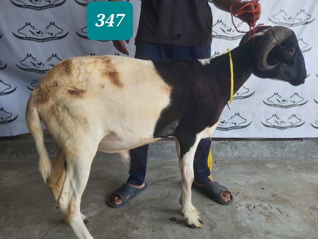347 - Domba Tanduk Super Jumbo (D07) 41 - 45 Kg