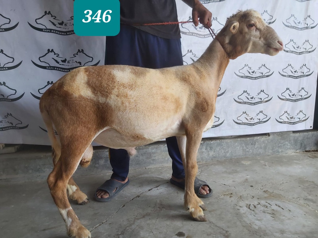 346 - Domba Dugul Super Jumbo (D06) 41 - 45 Kg