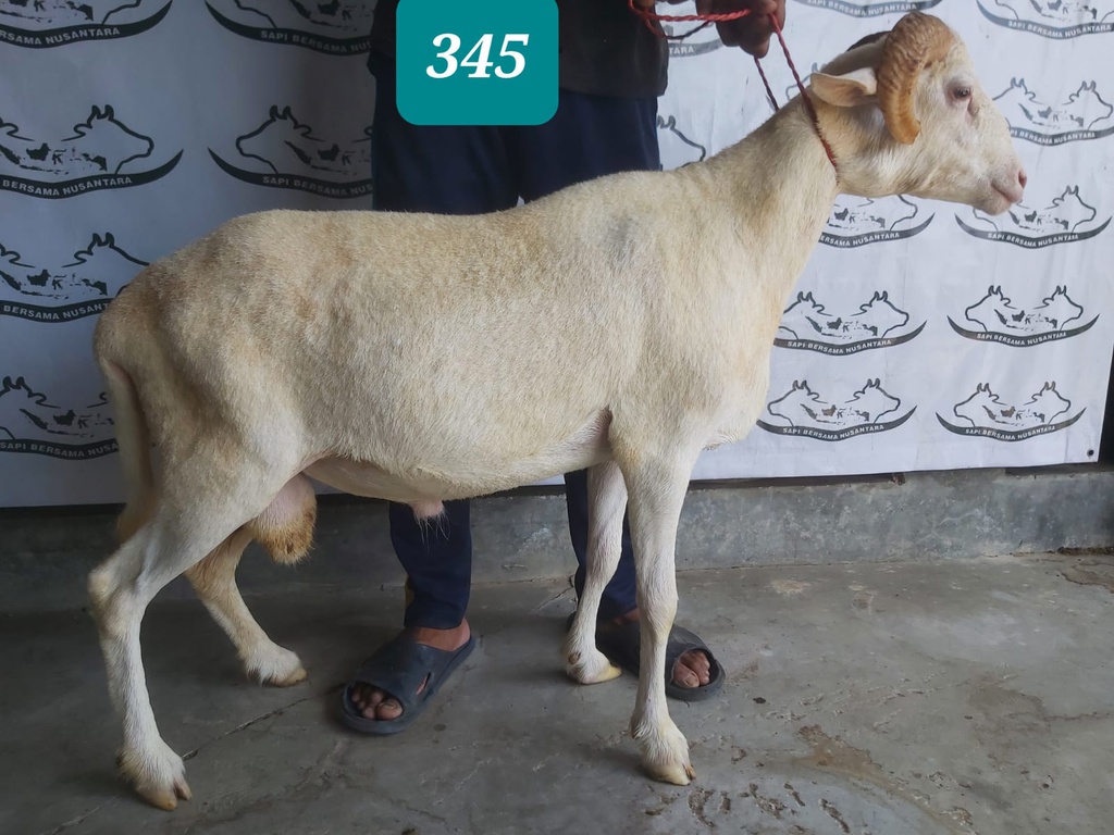 347 - Domba Tanduk Istimewa (D05) 31 - 35 Kg