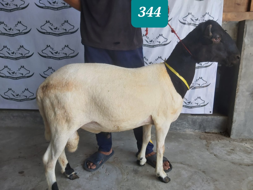 344 - Domba Tanduk Extra Jumbo 1 (D04) 50 Up