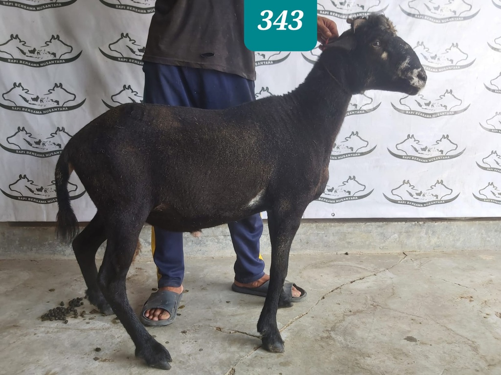 343 - Domba Tanduk Super Jumbo (D03) 41 - 45 Kg