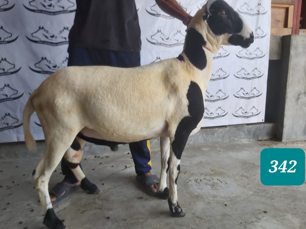 342 - Domba Tanduk Super Jumbo (D02) 41 - 45 Kg