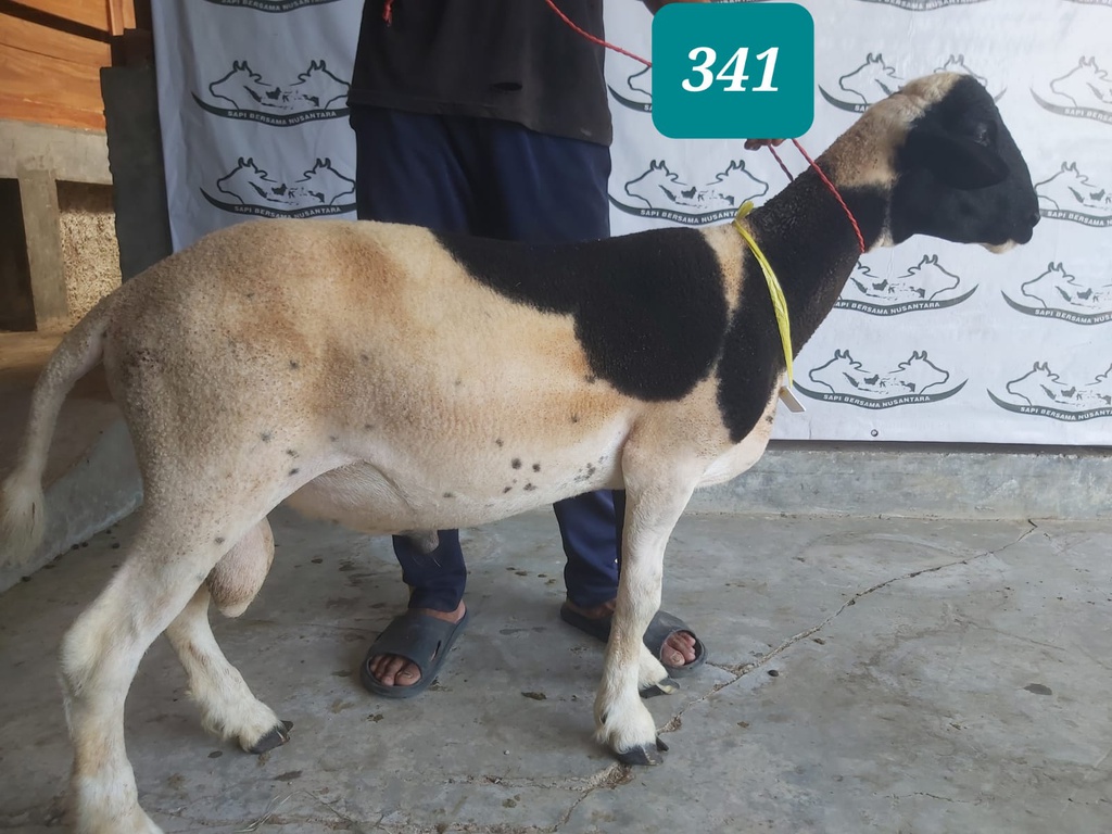 341 - Domba Dugul Extra Jumbo (D01) 46 - 50 Kg