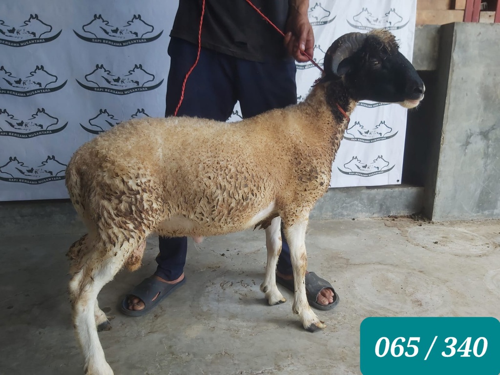 340 - Domba Tanduk Spesial (E1) 26 - 30 Kg