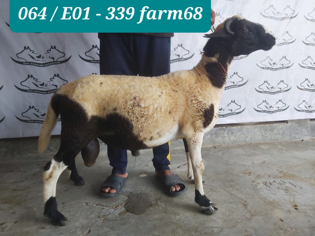 339 - Domba Tanduk Super Jumbo (E1) 41 - 45 Kg