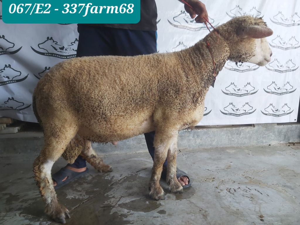 337 - Domba Dugul Super Jumbo (E2) 41 - 45 Kg