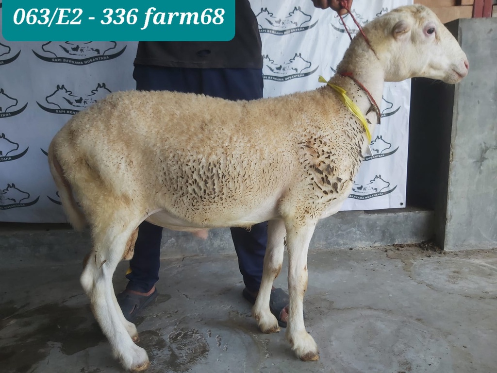 336 - Domba Dugul Super Jumbo (E2) 41 - 45 Kg