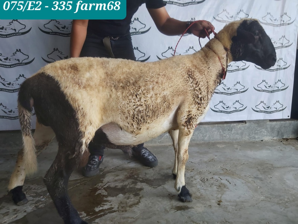 335 - Domba Dugul Extra Jumbo 1 (E2) 50 Up