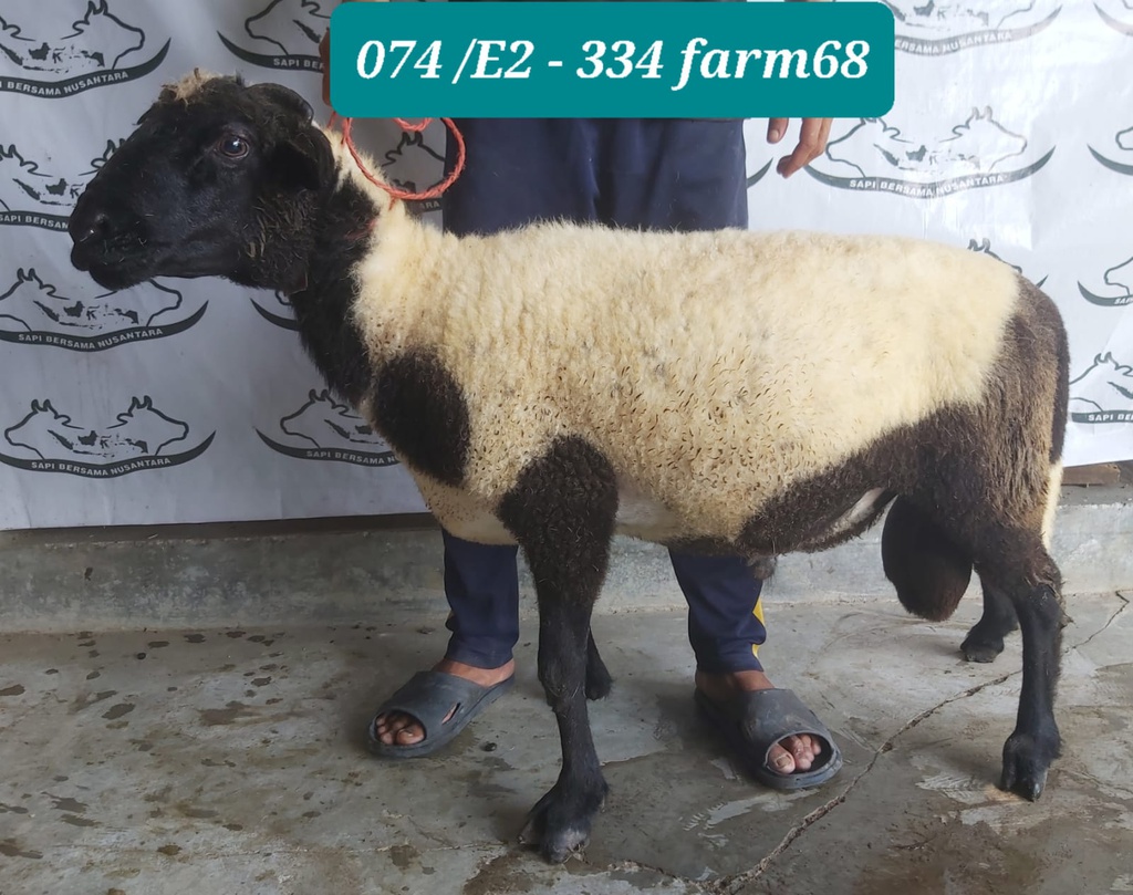 334 - Domba Tanduk Jumbo (E2) 36 - 40 Kg