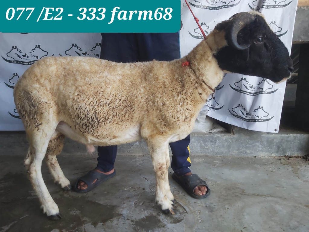 333 - Domba Tanduk Jumbo (E2) 36 - 40 Kg