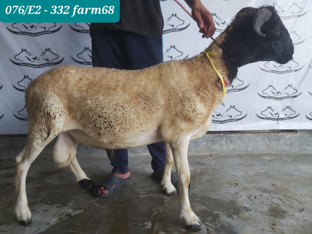 332 - Domba Tanduk Jumbo (D10) 36 - 40 Kg