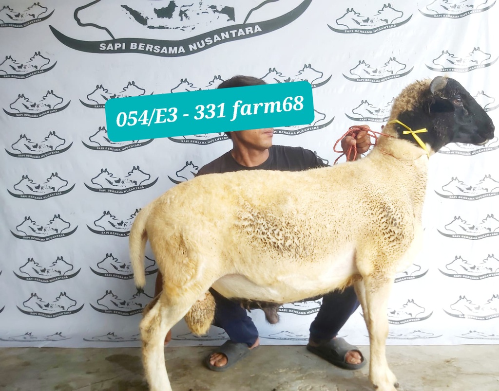 331 - Domba Tanduk Extra Jumbo 1 (E3) 50 Up