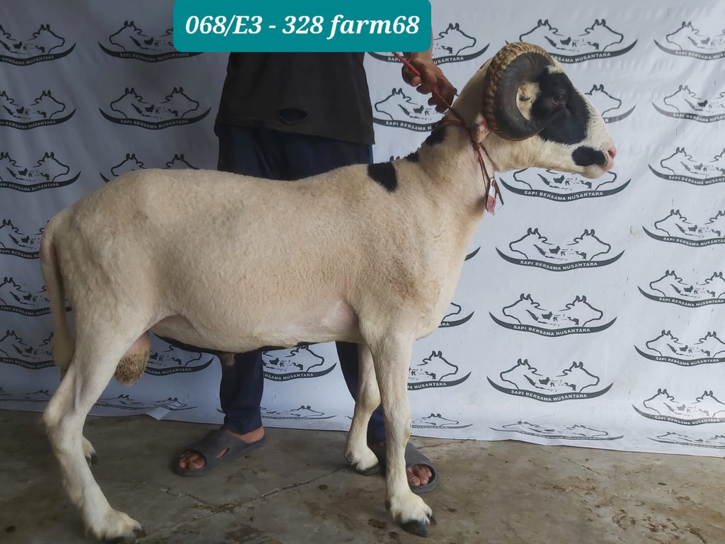 328 - Domba Tanduk Extra Jumbo 1 (E3) 50 Up