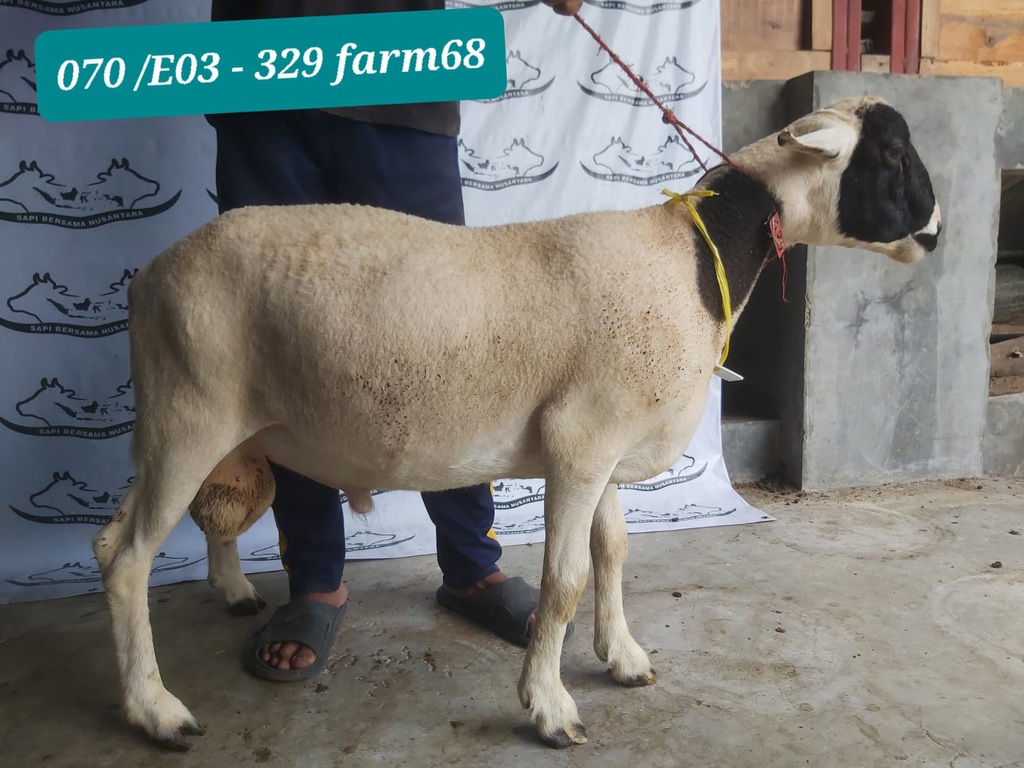 329 - Domba Dugul Extra Jumbo 1 (E3) 50 Up