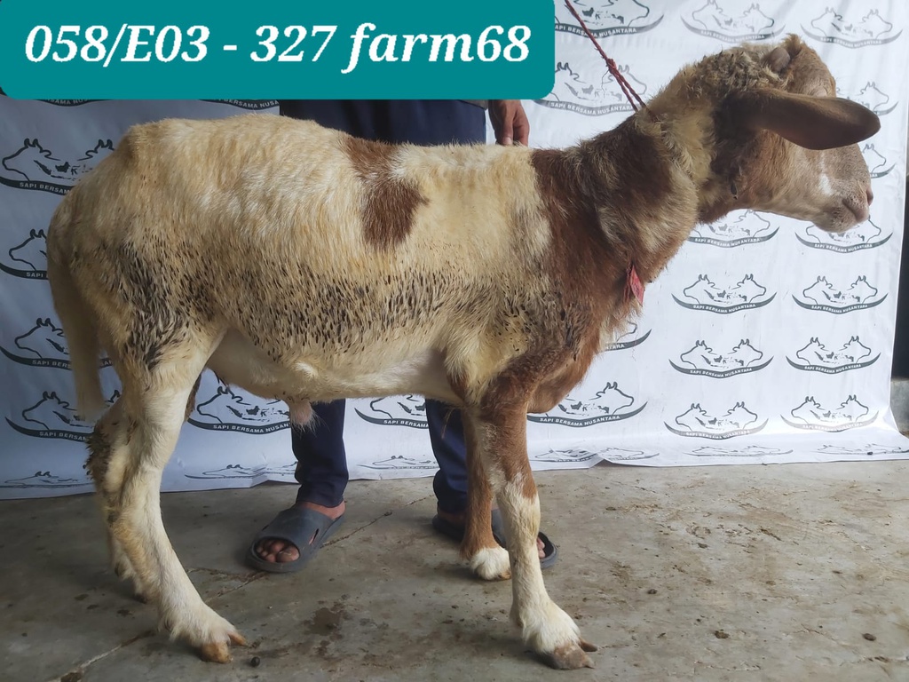 327 - Domba Dugul Super Jumbo (E3) 41 - 45 Kg