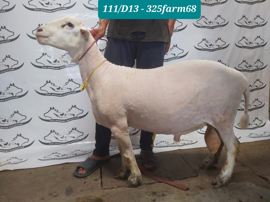 325 - Domba Dugul Extra Jumbo 1 (D13) 50 Up