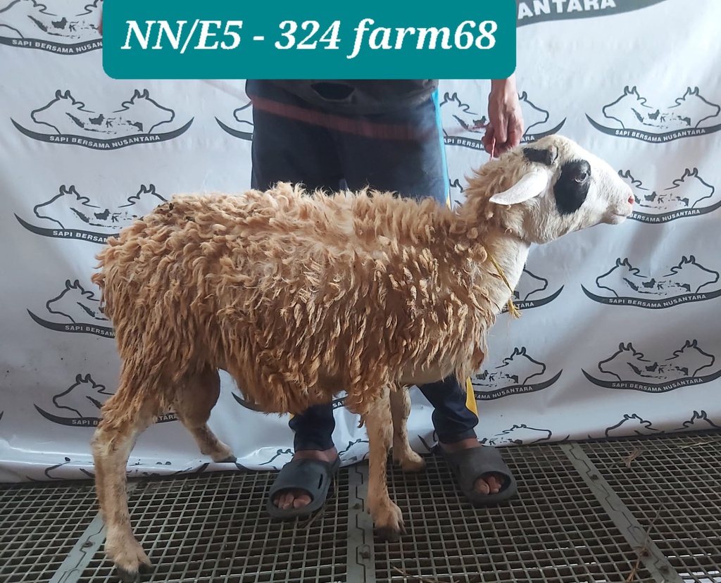 324 - Domba Dugul Istimewa (E5) 31 - 35 Kg