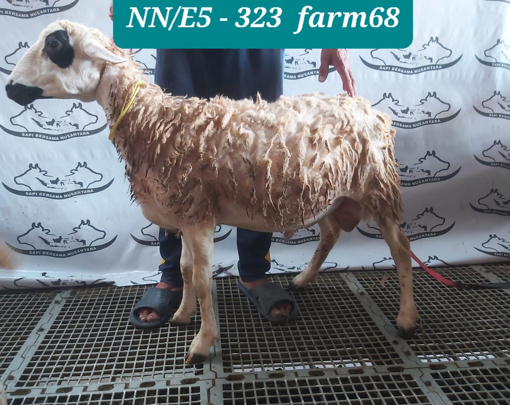 323 - Domba Dugul Istimewa (E5) 31 - 35 Kg