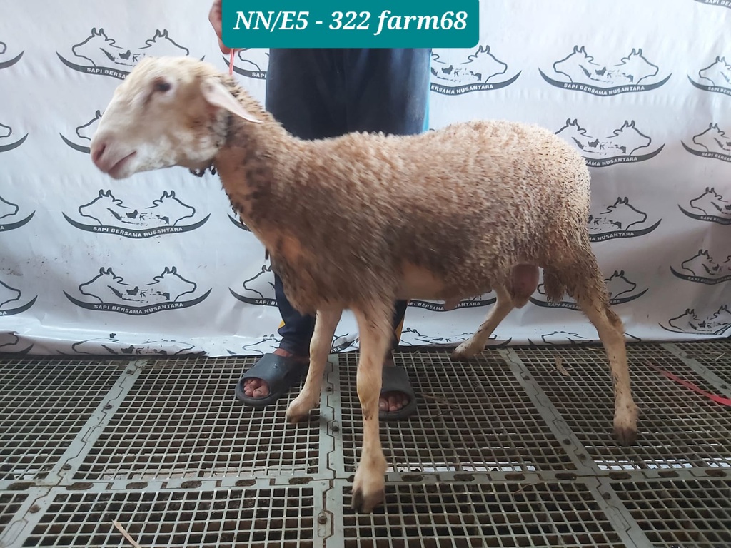 322 - Domba Dugul Istimewa (E5) 31 - 35 Kg