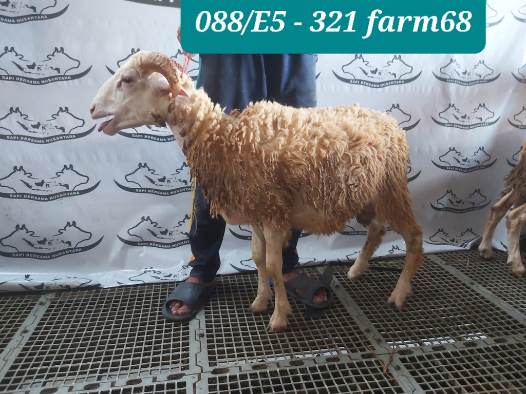 321 - Domba Tanduk Standar (E5) 20 - 25 Kg