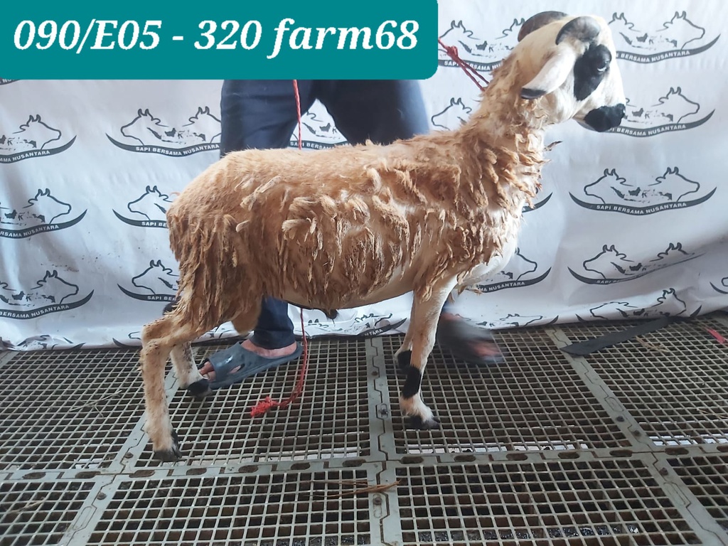 320 - Domba Tanduk Standar (E5) 20 - 25 Kg