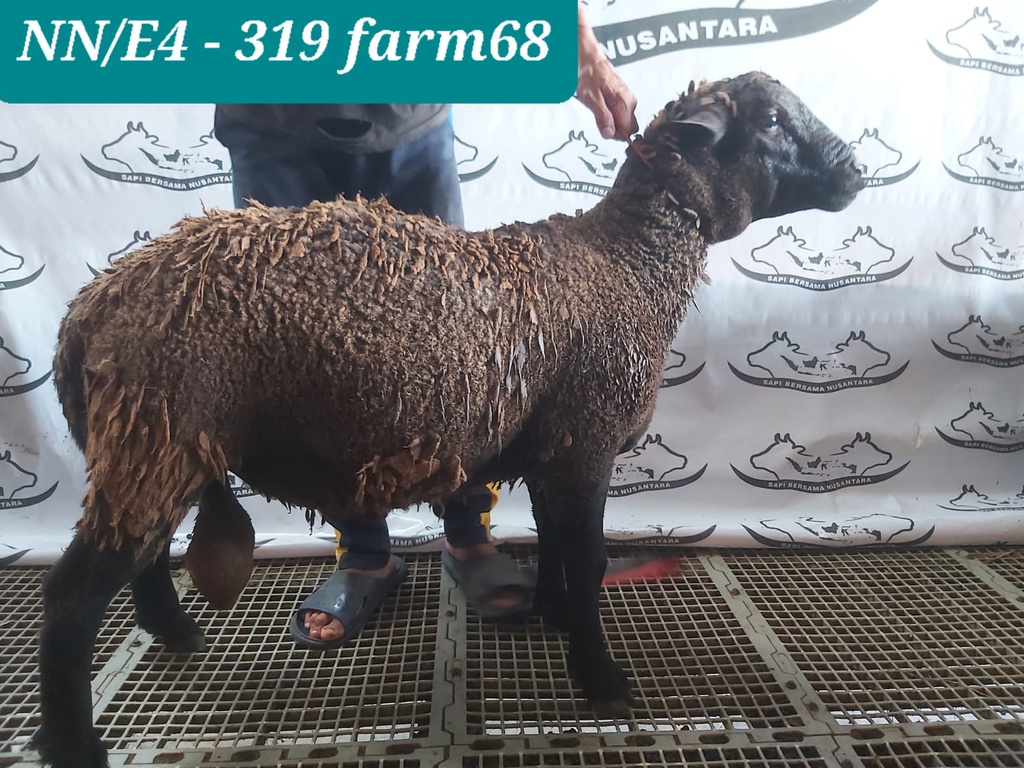 319 - Domba Dugul Extra Jumbo 1 (E4) 50 Up