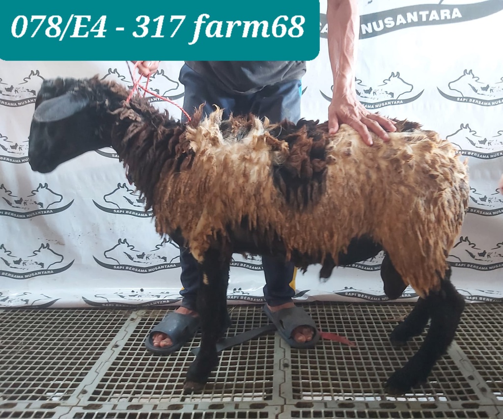 317 - Domba Dugul Istimewa (E4) 31 - 35 Kg