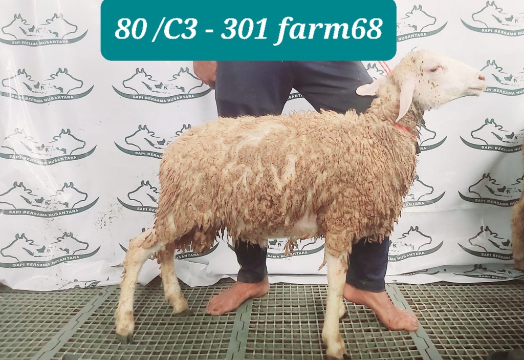 301 - Domba Dugul Standar (C3) 20 - 25 Kg