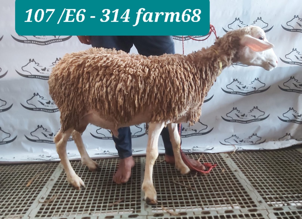 314 - Domba Dugul Istimewa (E6) 31 - 35 Kg