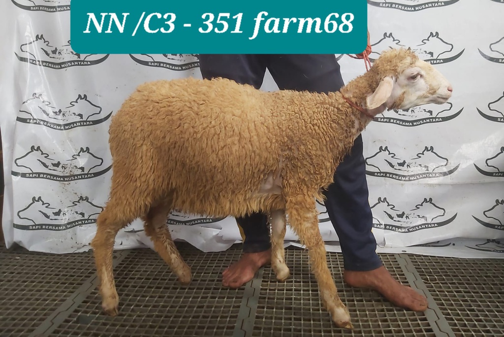 351 - Domba Dugul Standar (C3) 20 - 25 Kg