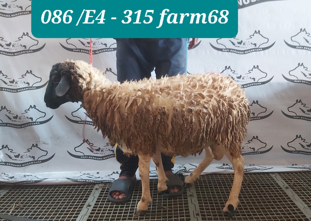 315 - Domba Dugul Standar (E4) 20 - 25 Kg