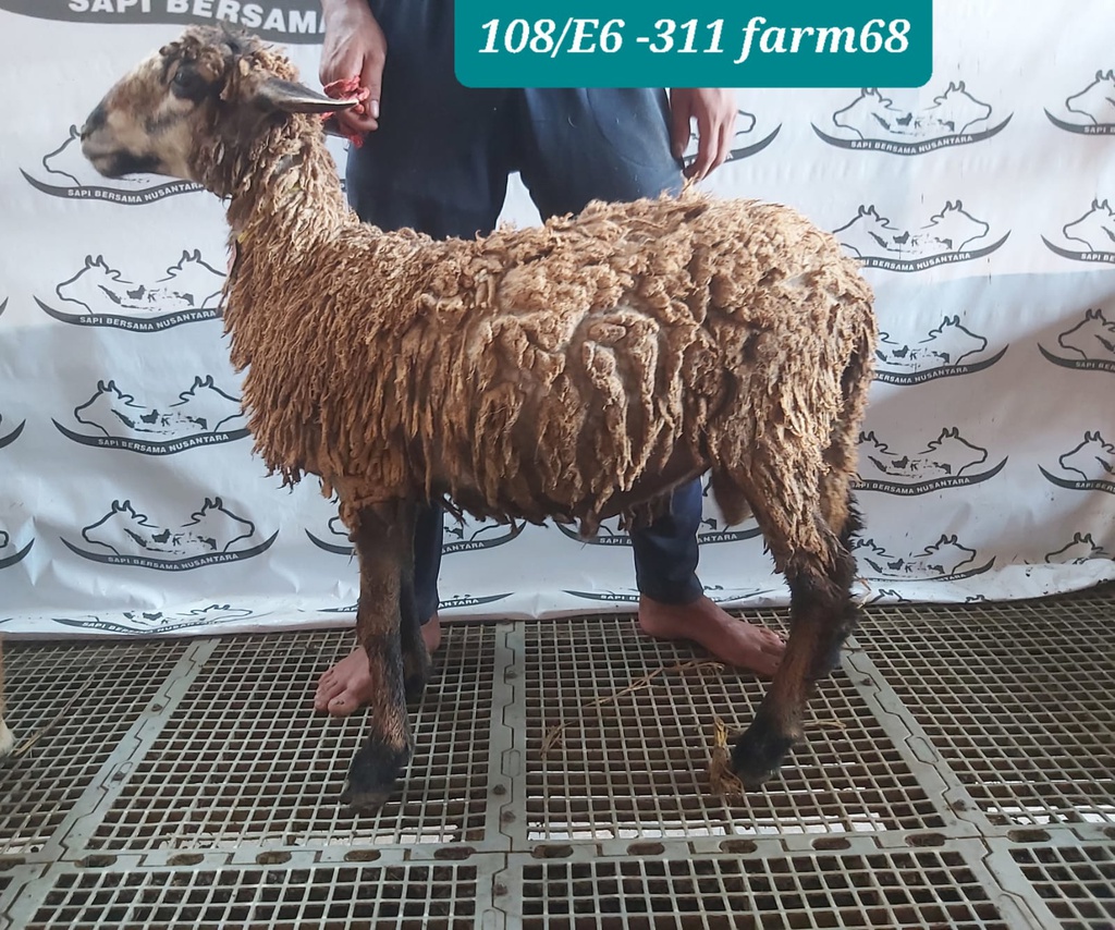 311 - Domba Dugul Spesial (E6) 26 - 30 Kg