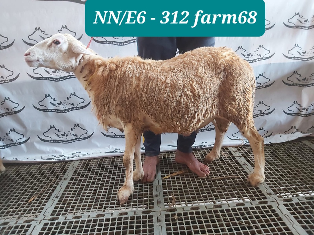 312 - Domba Dugul Istimewa (E6) 31 - 35 Kg